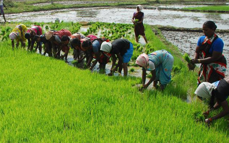 Cabinet approves MoU between India and Philippines on agriculture and related fields